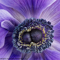 Buy canvas prints of Purple Anemone by Ann Garrett