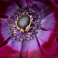 Buy canvas prints of Anemone Coronaria - Macro by Ann Garrett