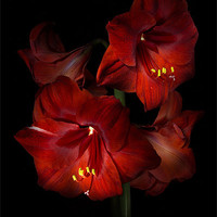 Buy canvas prints of Scarlet Amaryllis by Ann Garrett