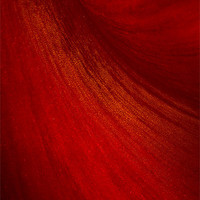 Buy canvas prints of Red Amaryllis Abstract 2 by Ann Garrett