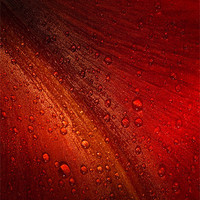 Buy canvas prints of Red Amaryllis Abstract 3 by Ann Garrett