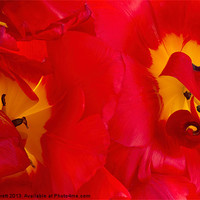 Buy canvas prints of Two Red Tulips by Ann Garrett