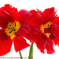 Buy canvas prints of Two Red Tulips 2 by Ann Garrett