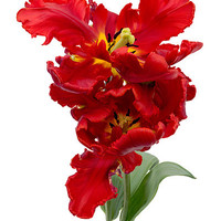 Buy canvas prints of Two Red Parrot Tulips by Ann Garrett