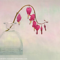 Buy canvas prints of Dicentra in a Glass Vase 2 by Ann Garrett