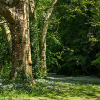 Buy canvas prints of Ramsons Around an Ivy Covered Tree by Ann Garrett