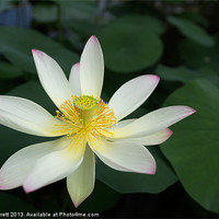 Buy canvas prints of Lotus Flower by Ann Garrett