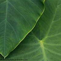 Buy canvas prints of Tropical Leaf Abstract by Ann Garrett