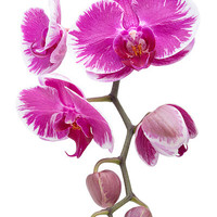 Buy canvas prints of Pink Orchid by Ann Garrett