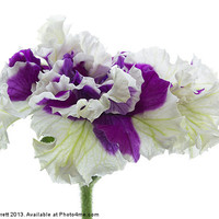 Buy canvas prints of Purple and White Frilly Petunia by Ann Garrett