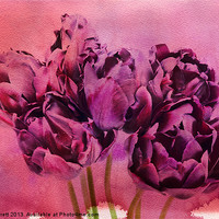 Buy canvas prints of Watercolour Tulips by Ann Garrett