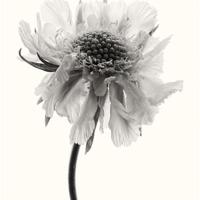 Buy canvas prints of White Scabious 3 Sepia by Ann Garrett