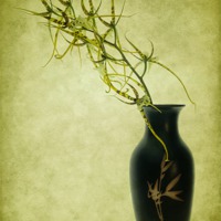Buy canvas prints of Spider Orchid in Oriental Vase by Ann Garrett