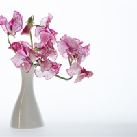Buy canvas prints of Vase of Pretty Pink Sweet Peas by Ann Garrett