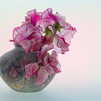 Buy canvas prints of Vase of Pretty Pink Sweet Peas 2 by Ann Garrett