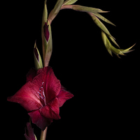 Buy canvas prints of Red Gladiolus on Black by Ann Garrett