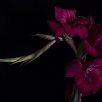 Buy canvas prints of Red Gladiolus on Black 2 by Ann Garrett