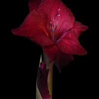 Buy canvas prints of Red Gladiolus on Black 3 by Ann Garrett