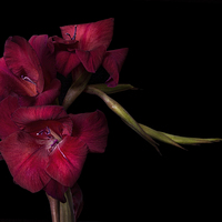 Buy canvas prints of Red Gladiolus on Black 4 by Ann Garrett
