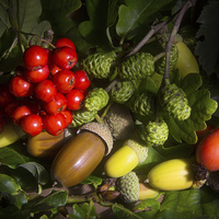 Buy canvas prints of Acorn and Berries by Ann Garrett