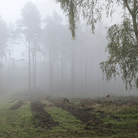 Buy canvas prints of Another Foggy Day On Cannock Chase by Ann Garrett