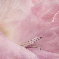 Buy canvas prints of Pastel Pink Gladiolus by Ann Garrett