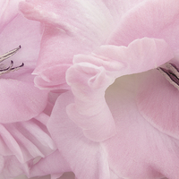 Buy canvas prints of Soft Pink Glads by Ann Garrett