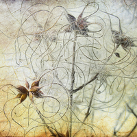 Buy canvas prints of Clematis Virginiana Seed Head Textures by Ann Garrett