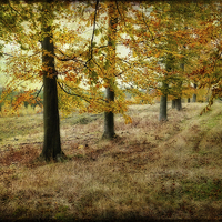Buy canvas prints of Autumn on Cannock Chase by Ann Garrett