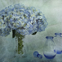 Buy canvas prints of Hydrangeas by Ann Garrett
