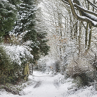 Buy canvas prints of Path Through The Snow by Ann Garrett