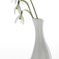 Buy canvas prints of Three Snowdrops in a White Vase by Ann Garrett