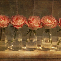 Buy canvas prints of Roses in a Row by Ann Garrett