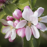 Buy canvas prints of Apple Blossom by Ann Garrett
