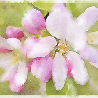 Buy canvas prints of Apple Blossom Watercolour by Ann Garrett