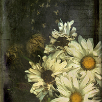 Buy canvas prints of Faded Glory by Ann Garrett