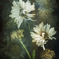 Buy canvas prints of Windy Daisies by Ann Garrett