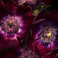 Buy canvas prints of Red Anemones A Digital Painting by Ann Garrett