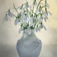 Buy canvas prints of A Vase of Snowdrops by Ann Garrett