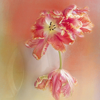 Buy canvas prints of Soft Parrot Tulips by Ann Garrett