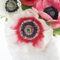 Buy canvas prints of Anemones in a White Shell Vase by Ann Garrett