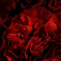 Buy canvas prints of Red Carnations by Ann Garrett