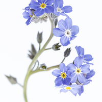 Buy canvas prints of Forget-Me-Not by Ann Garrett