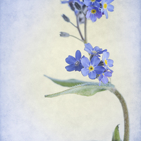 Buy canvas prints of Forget-Me-Not Textured by Ann Garrett