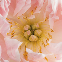 Buy canvas prints of Pink Peony Perfection by Ann Garrett