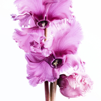 Buy canvas prints of Frilly Edged Pink Cyclamen Flowers by Ann Garrett
