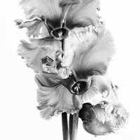 Buy canvas prints of Frilly Edged Cyclamen Flowers Monochrome by Ann Garrett