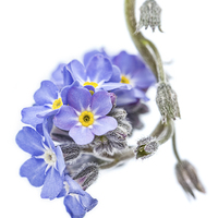 Buy canvas prints of Forget-Me-Not Drop by Ann Garrett
