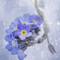 Buy canvas prints of Forget-Me-Not Drop Textured by Ann Garrett