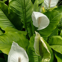 Buy canvas prints of Spathiphyllum or Peace Lilies by Ann Garrett